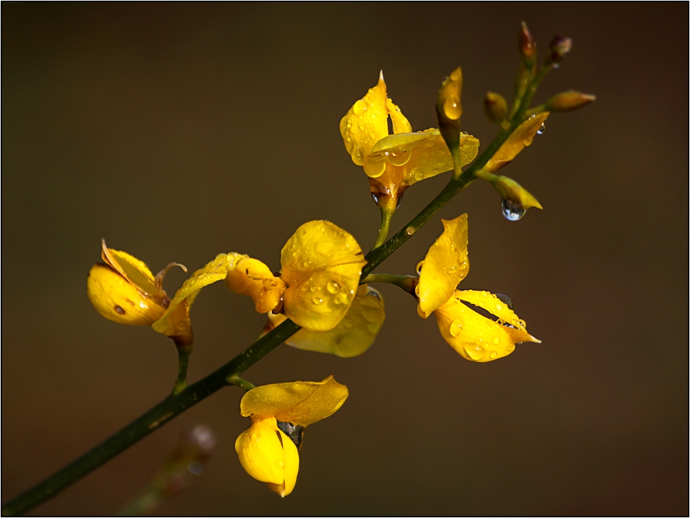 La ginestra