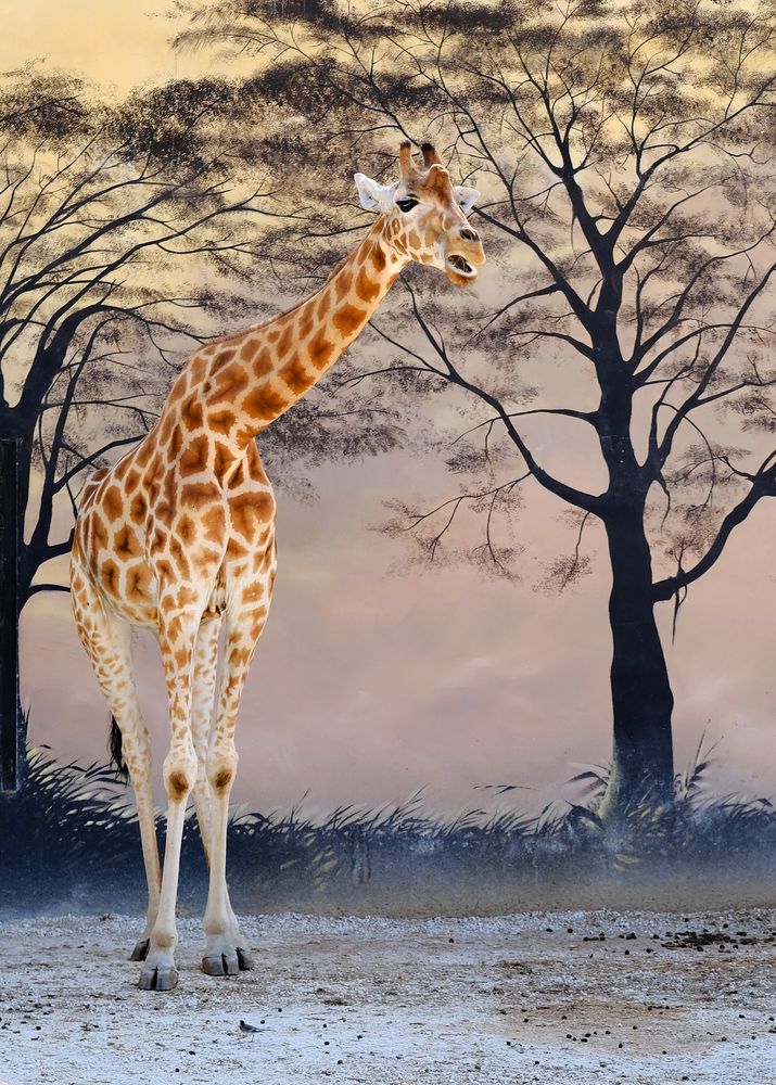 la Girafe 