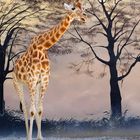 la Girafe 