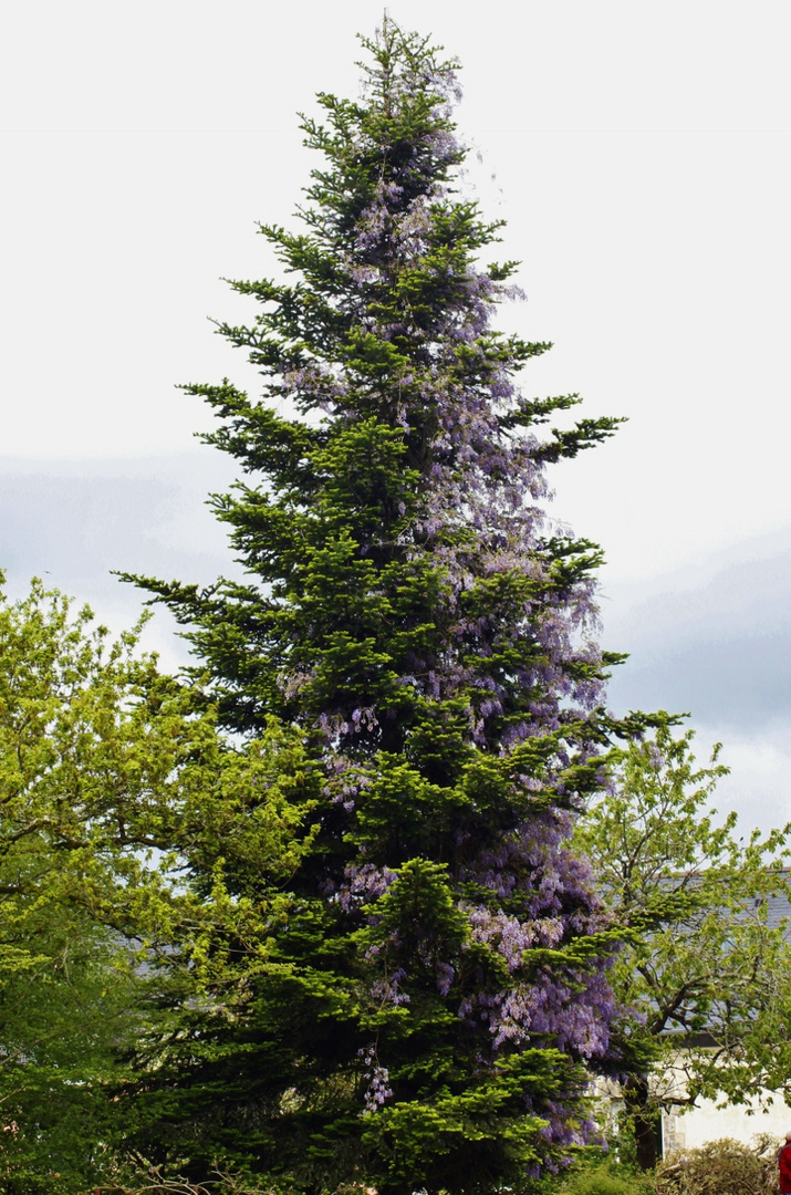 La glycine a envahi le sapin