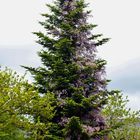 La glycine a envahi le sapin