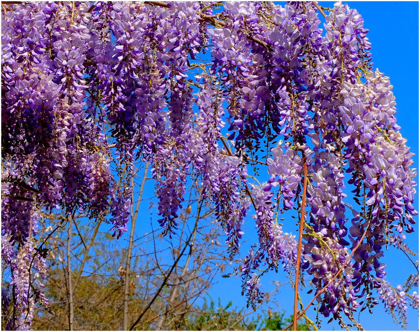 La glycine