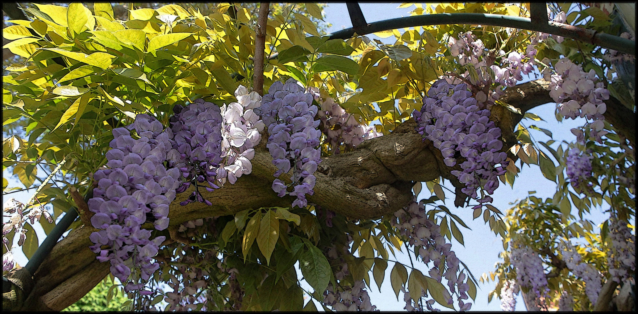 LA GLYCINE DE WATTIGNIES N°4, 60-120