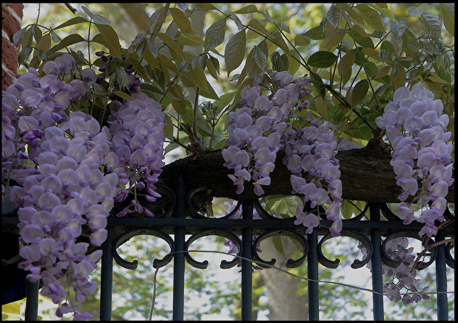 LA GLYCINE DE WATTIGNIES N°6, 92-65