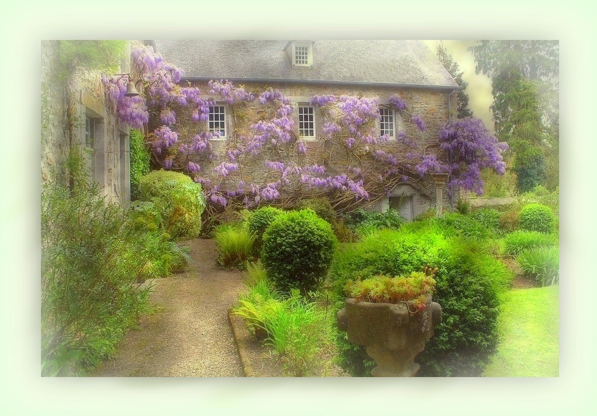 La glycine du manoir, nostalgie..