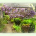 La glycine du manoir, nostalgie..