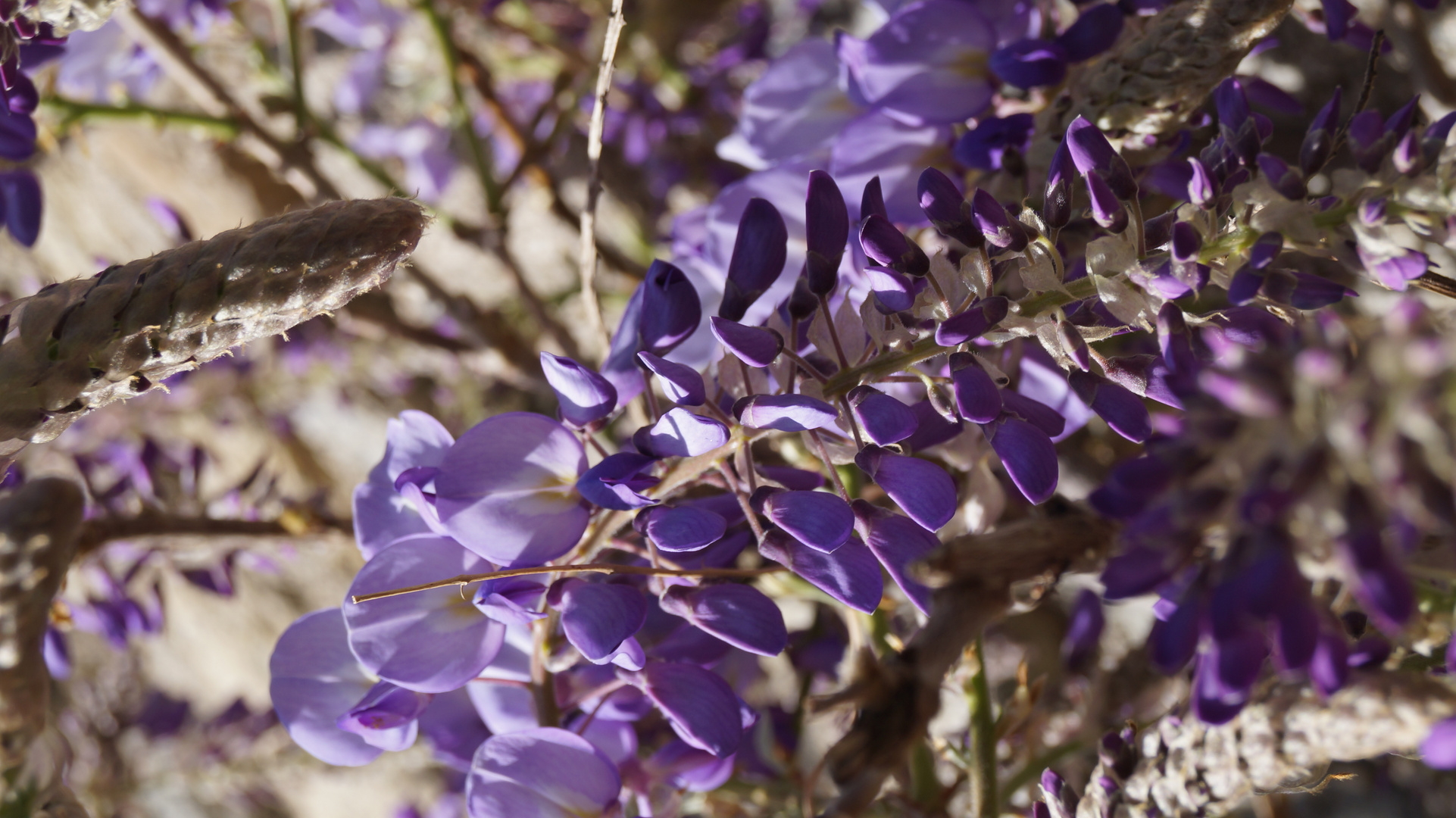 la glycine quel parfum