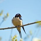 LA GOLONDRINA