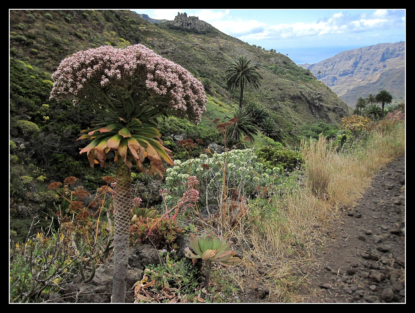 La Gomera 2010 - Valle Gran Rey - 05