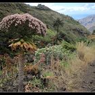 La Gomera 2010 - Valle Gran Rey - 05