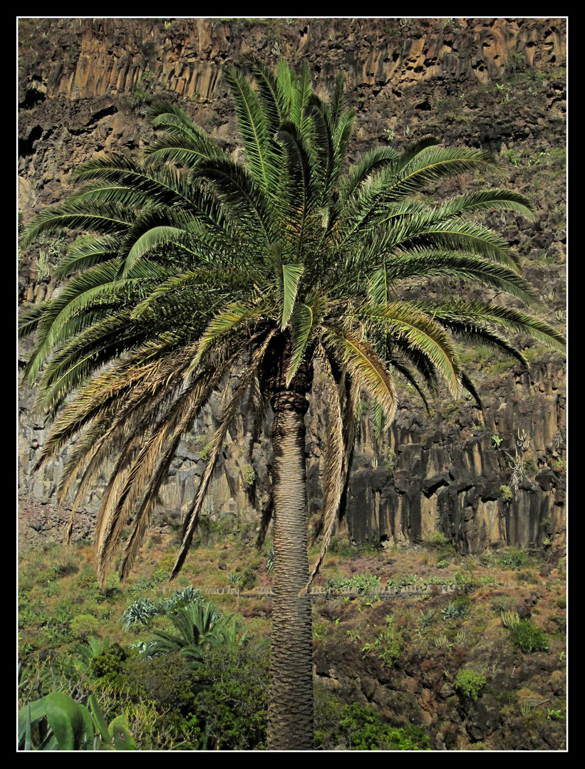 La Gomera 2010 - Valle Gran Rey - Bei der Anlage Laurisilva 1.