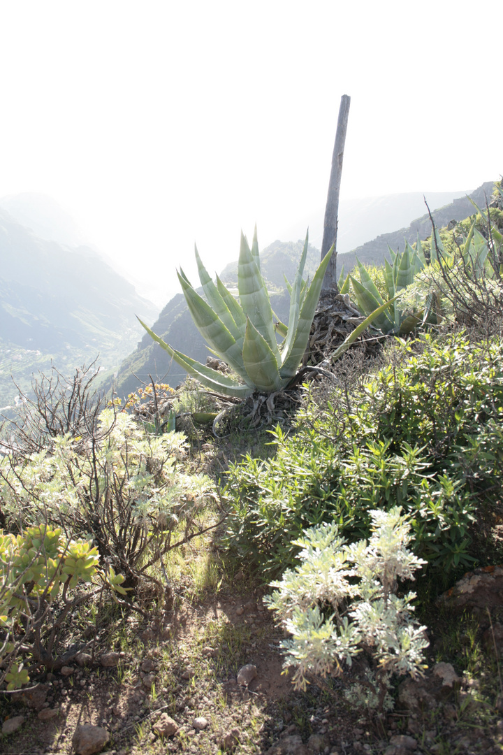 La Gomera