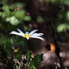 La Gomera - Blümchen im Wald 