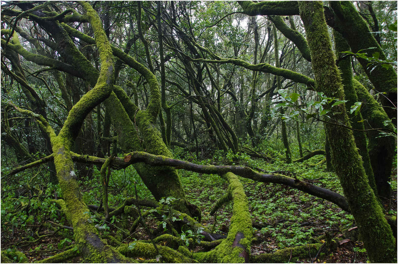 LA GOMERA