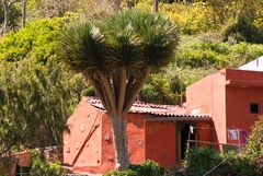 La Gomera, El Cedro 02