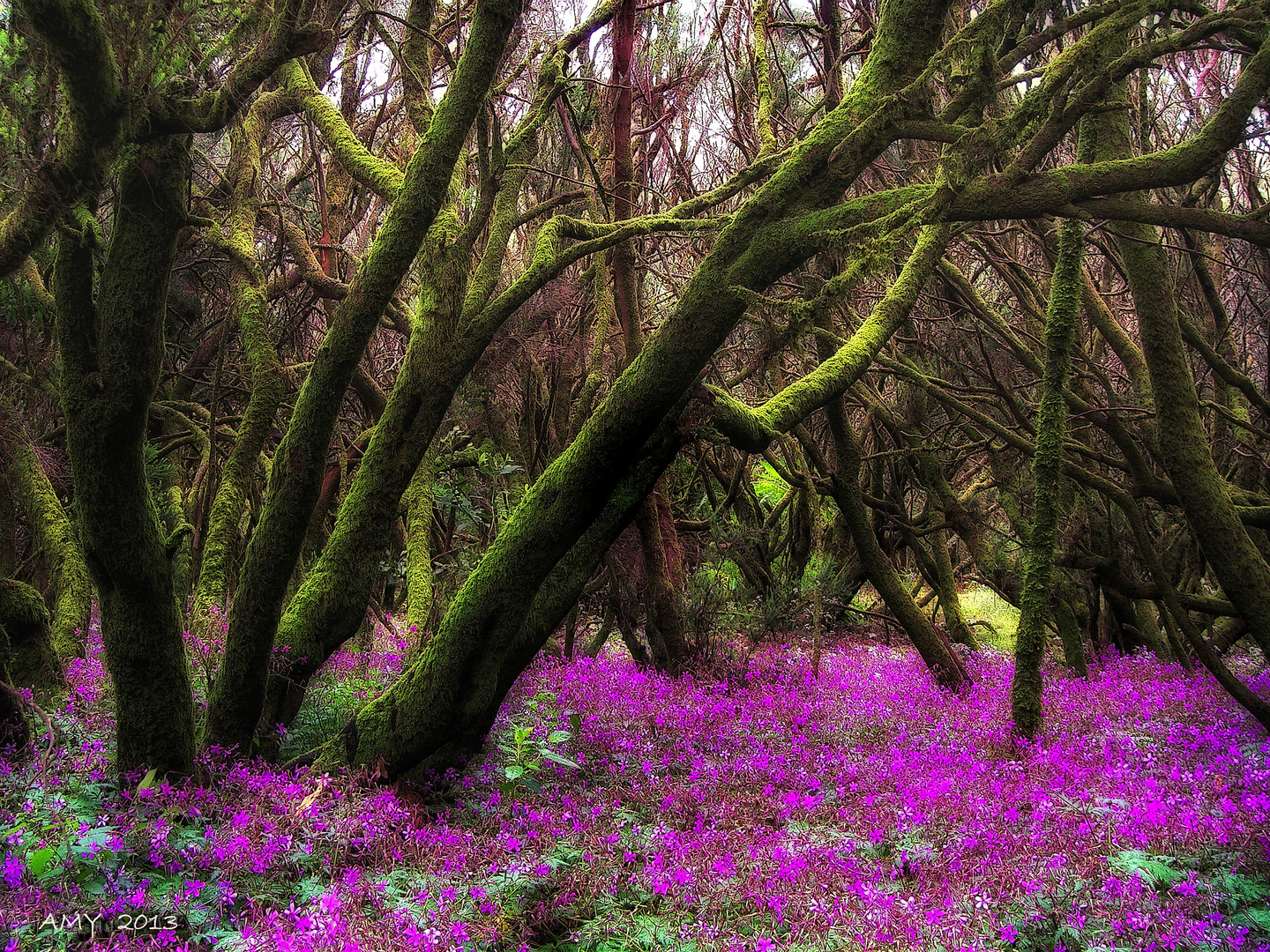 LA GOMERA EN PRIMAVERA............. UNA BENDICIÓN. Dedicada a JJ MENDEZ.