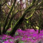 LA GOMERA EN PRIMAVERA............. UNA BENDICIÓN. Dedicada a JJ MENDEZ.