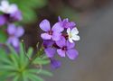 La Gomera- Flora (1) by Helmut Burkard 