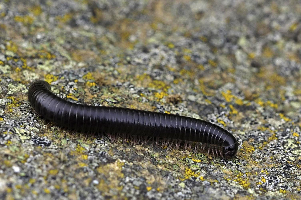 La Gomera - Fauna (1)