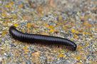 La Gomera - Fauna (1) by Helmut Burkard 