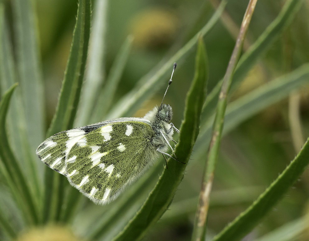 La Gomera - Fauna (2)