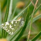 La Gomera - Fauna (2)