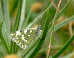 La Gomera - Fauna (2)