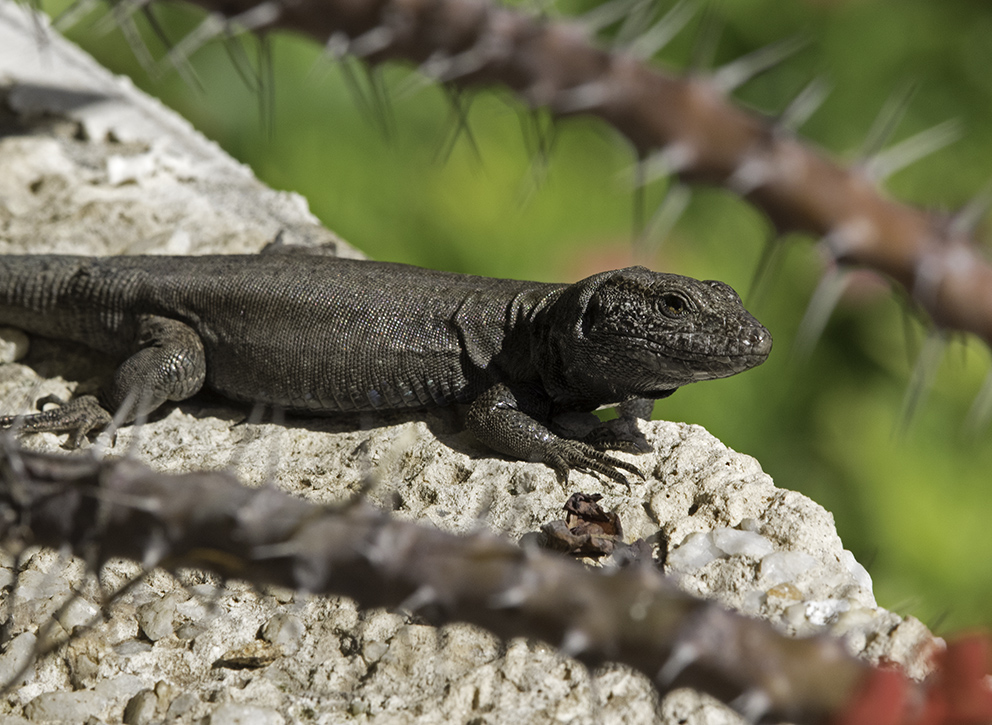 La Gomera - Fauna (3)