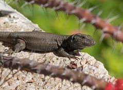 La Gomera - Fauna (3)