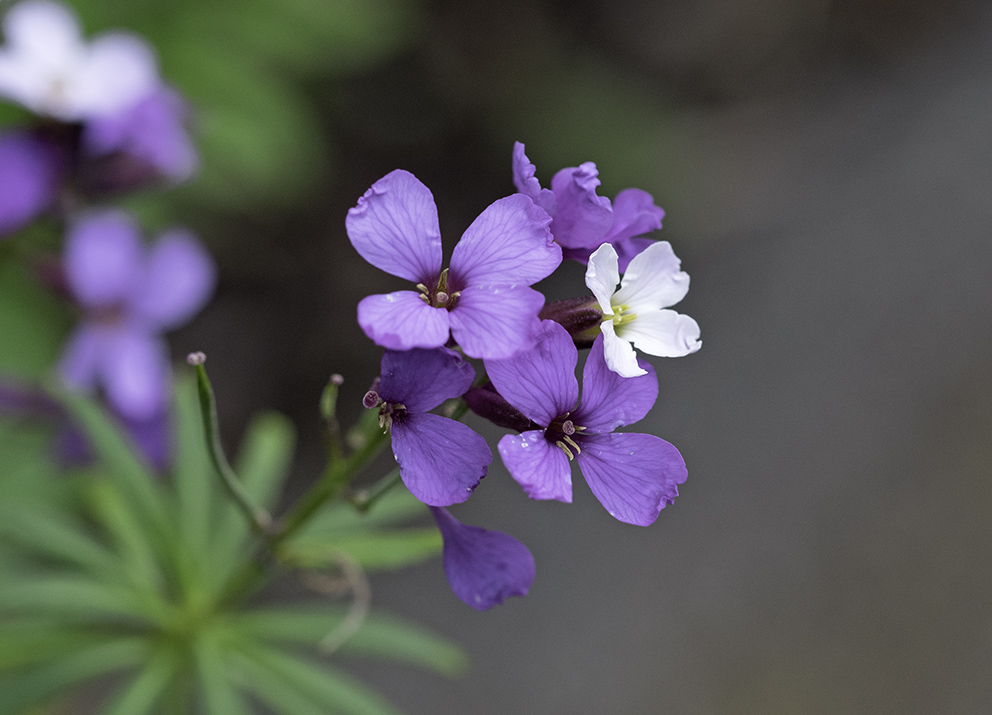 La Gomera- Flora (1)