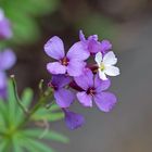 La Gomera- Flora (1)