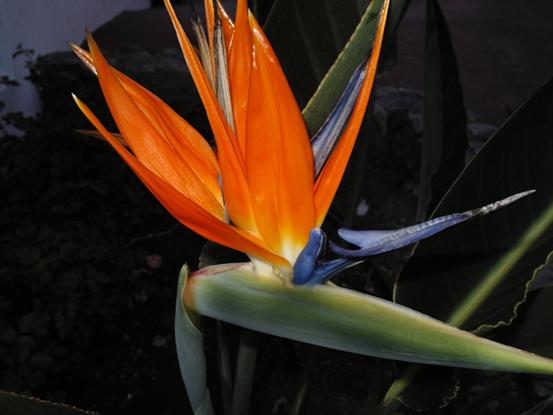 La Gomera Flora