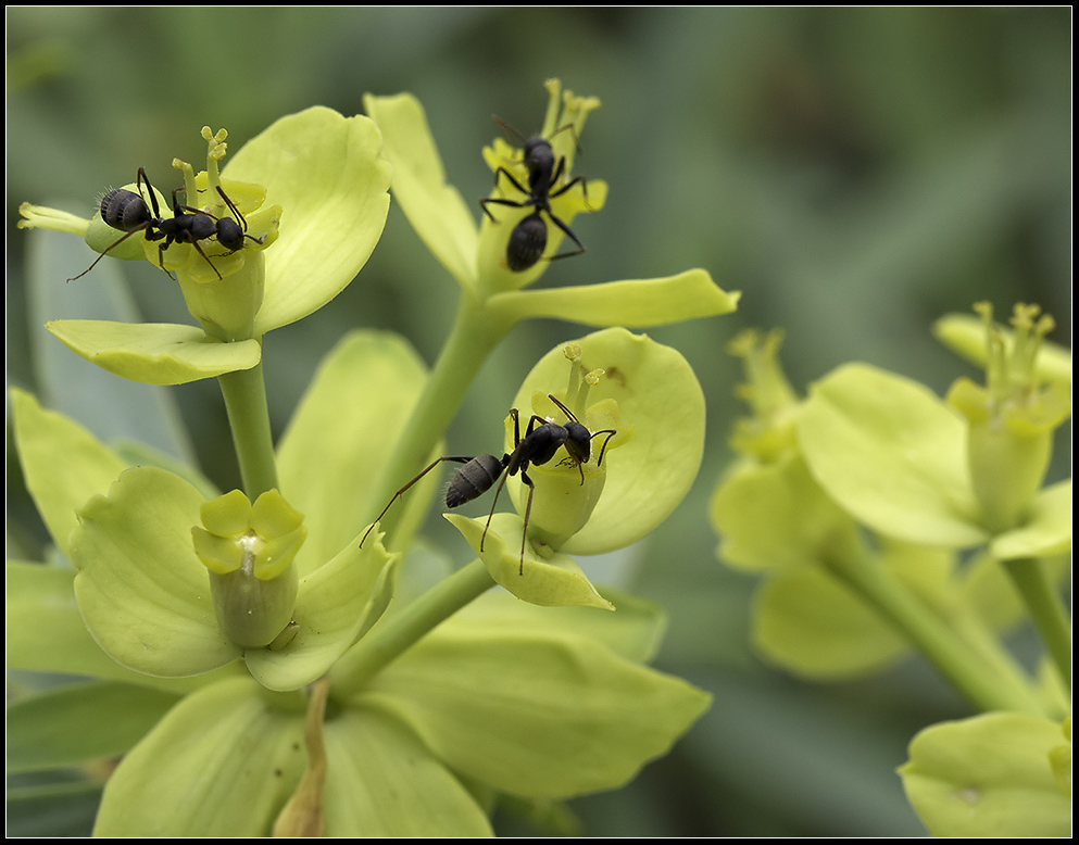 La Gomera - Flora und Fauna