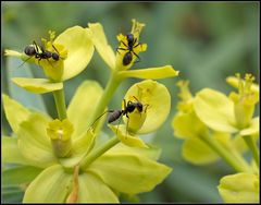 La Gomera - Flora und Fauna