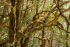 La Gomera, Lorbeer-Nebelwald