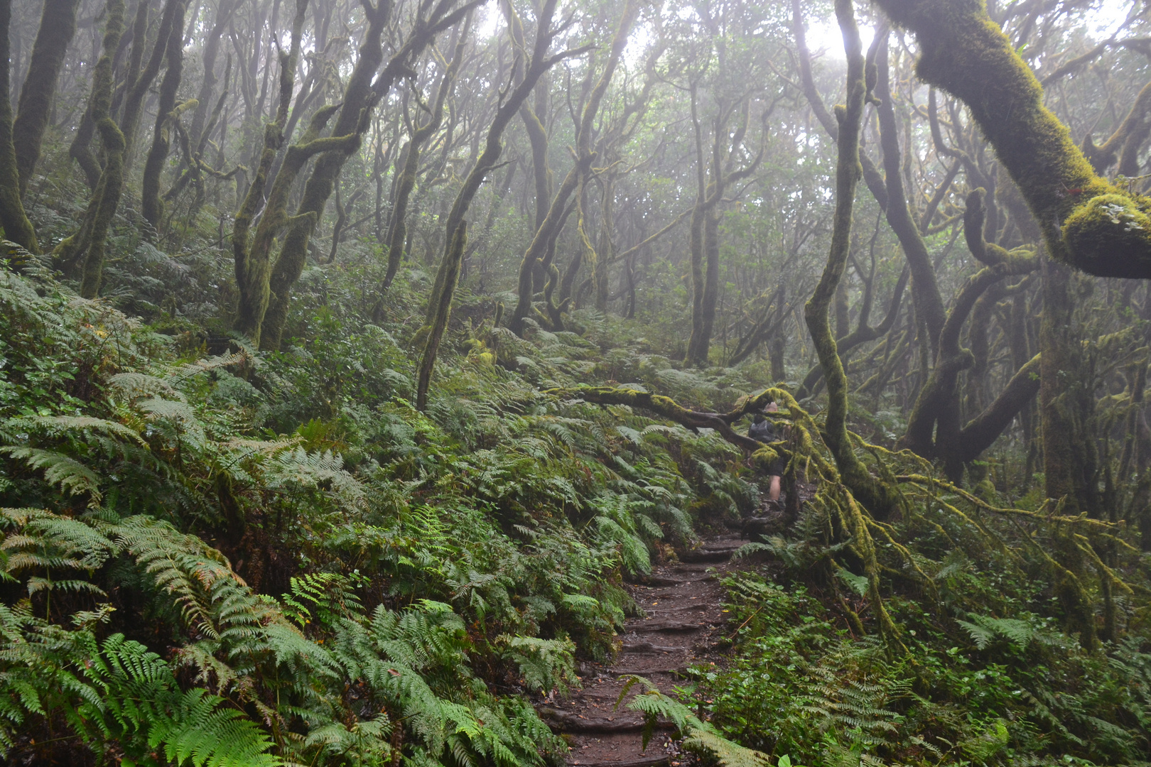 La Gomera - Nebelwald