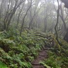 La Gomera - Nebelwald