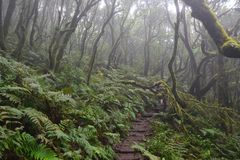 La Gomera - Nebelwald