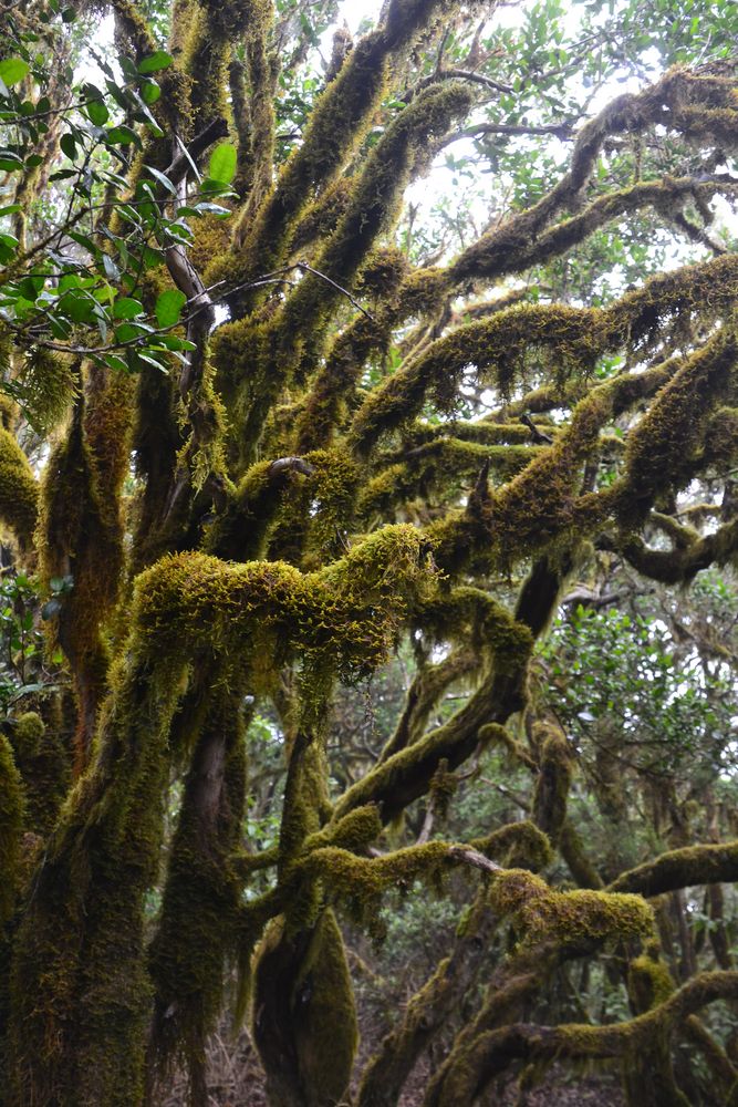 La Gomera - Nebelwald_2