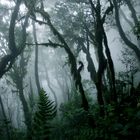 La Gomera - Parque Nacional de Garajonay 3