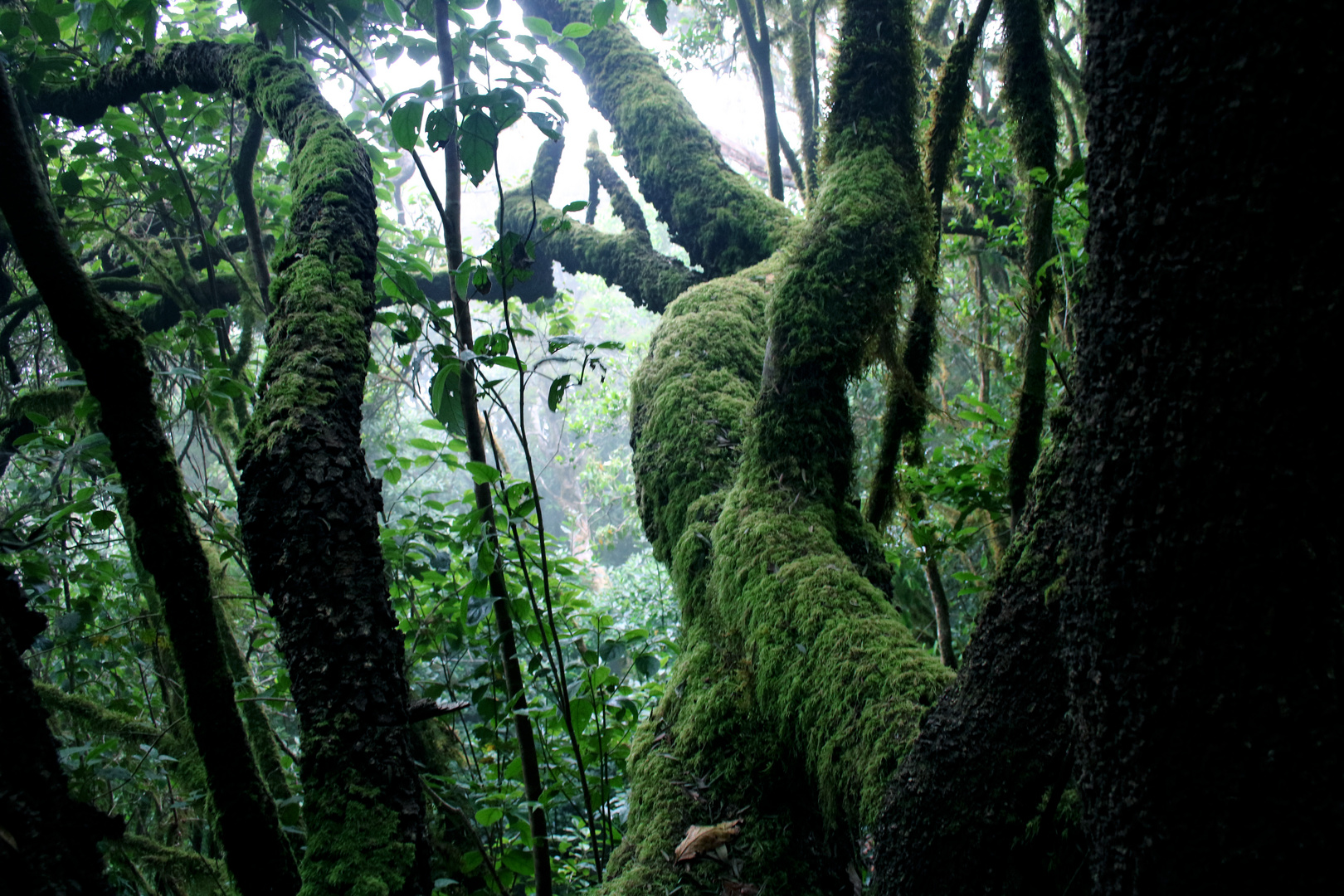 La Gomera - Parque Nacional de Garajonay 4