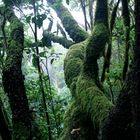 La Gomera - Parque Nacional de Garajonay 4