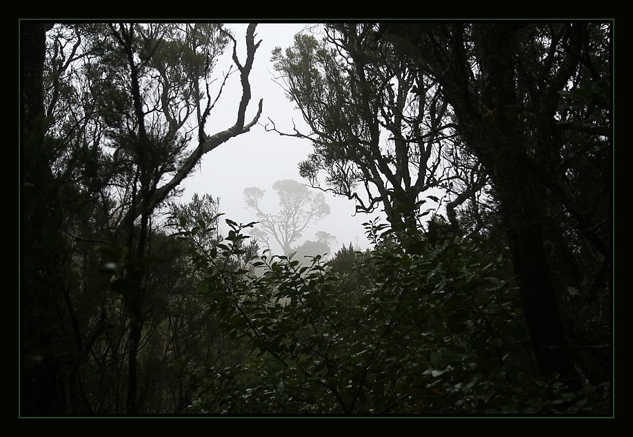 La Gomera´s  Mystic Forest