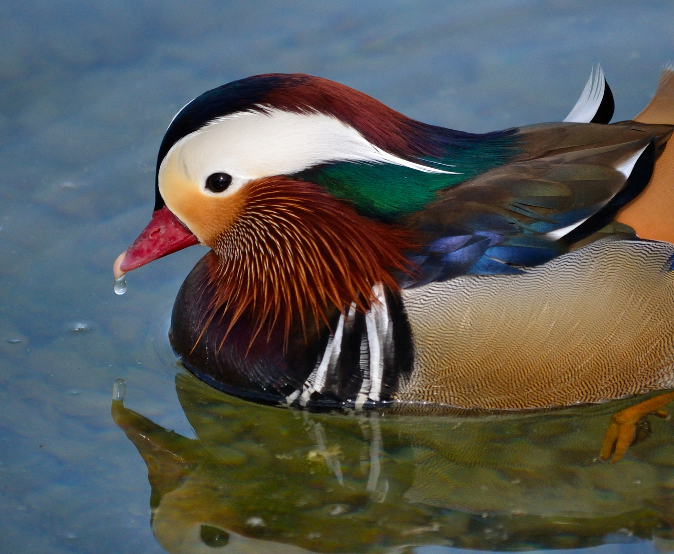 la gota y el mandarin