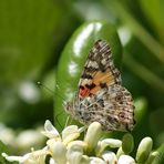 La gourmandise de la Belle Dame