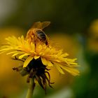 la gourmandise, un vilain défaut......