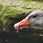 La goutte au bec.......