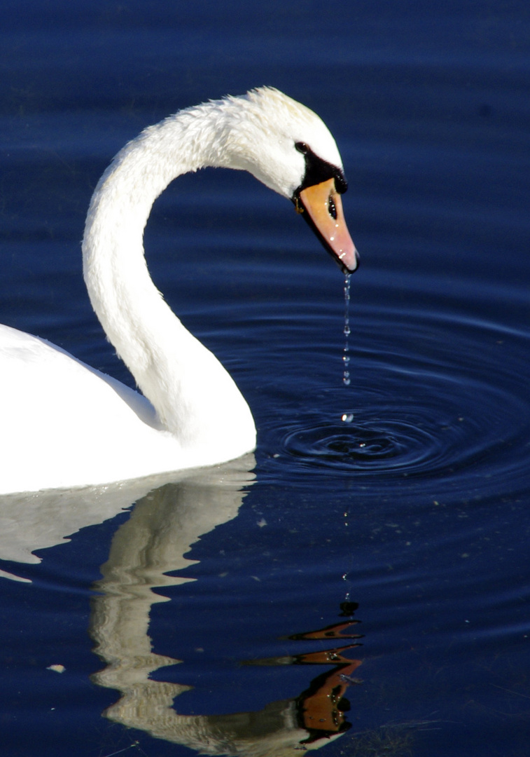 La goutte au nez