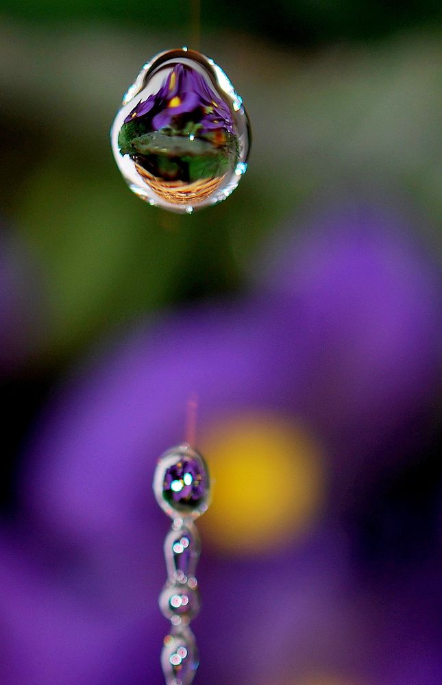 La goutte au panier fleuri...