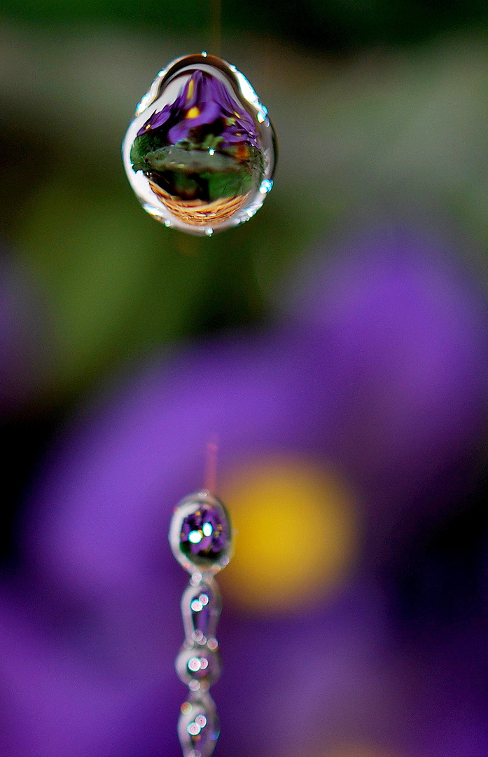 La goutte au panier fleuri...